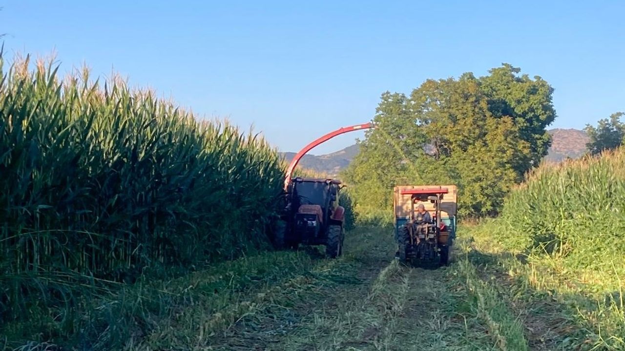 Besiciler mısır slaj yem yapımına başladı