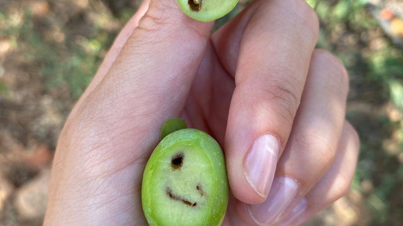 Salihli’de üreticiler zeytin sineğine karşı son kez uyarıldı
