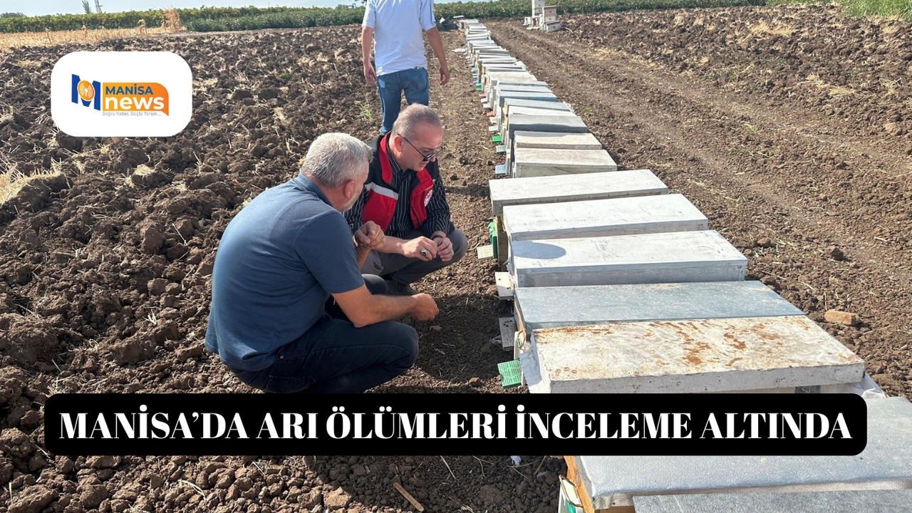 Manisa'da arı ölümleri inceleme altında