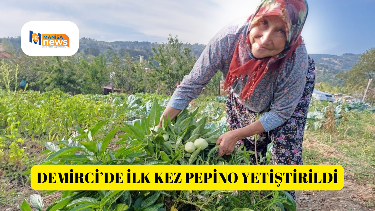 Demirci’de ilk kez pepino yetiştirildi