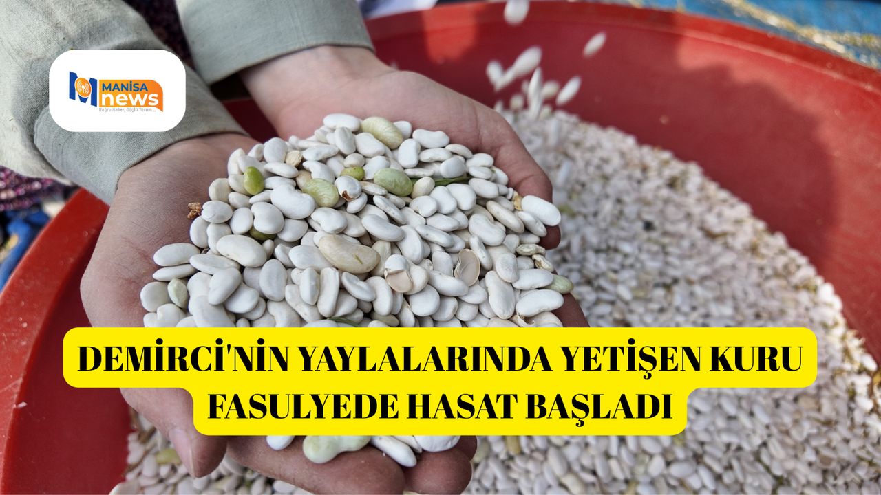 Demirci'nin yaylalarında yetişen kuru fasulyede hasat başladı