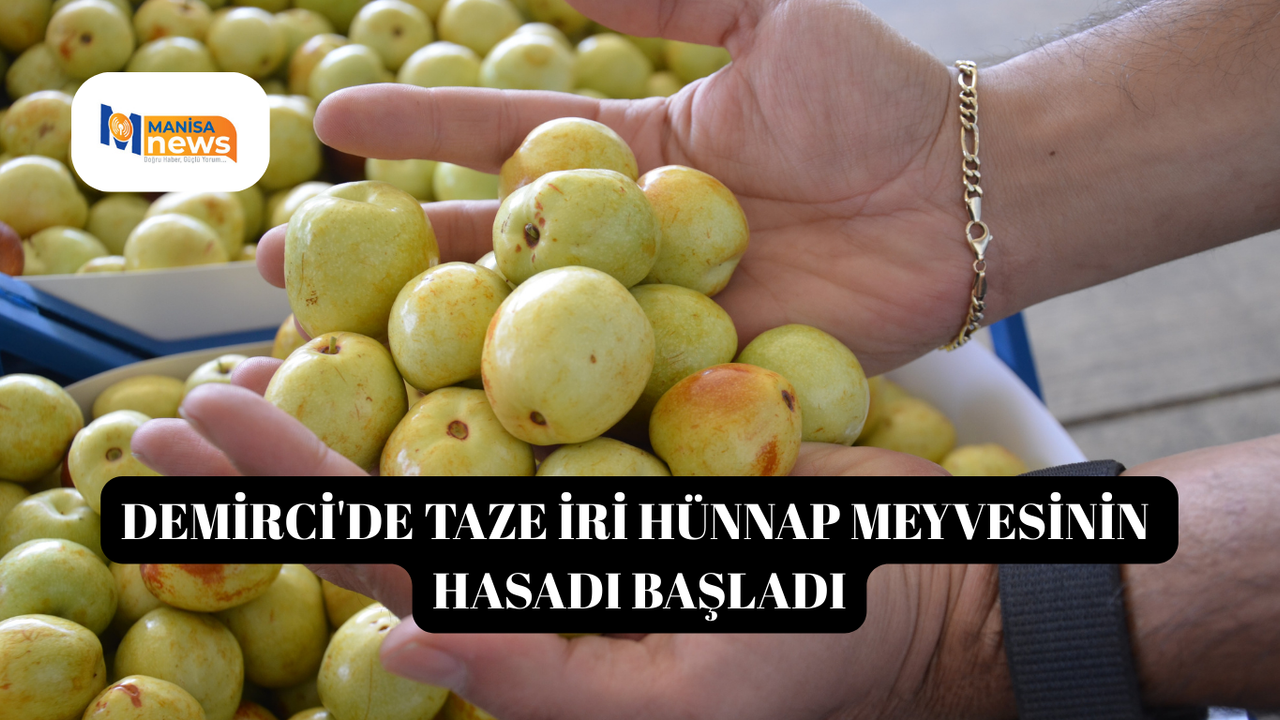 Demirci'de taze iri hünnap meyvesinin hasadı başladı