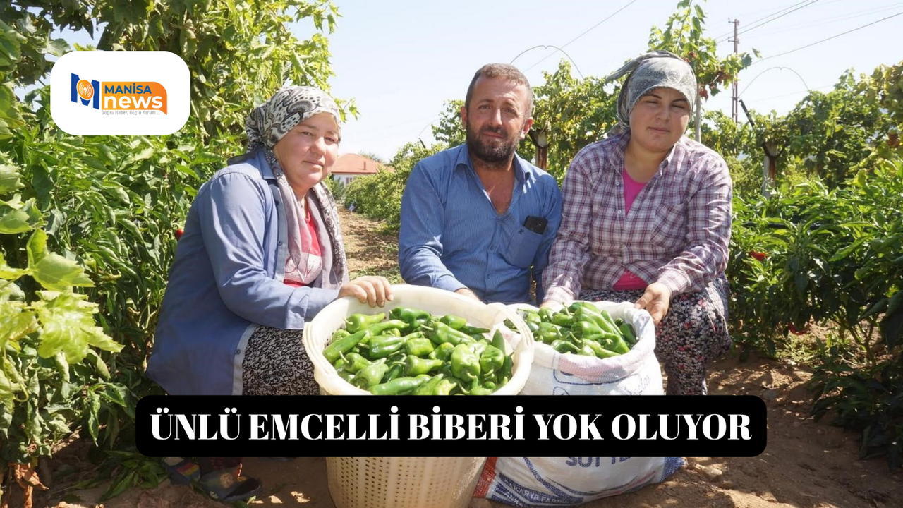 Ünlü Emcelli Biberi yok oluyor