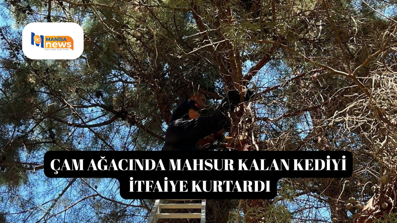 Çam ağacında mahsur kalan kediyi itfaiye kurtardı