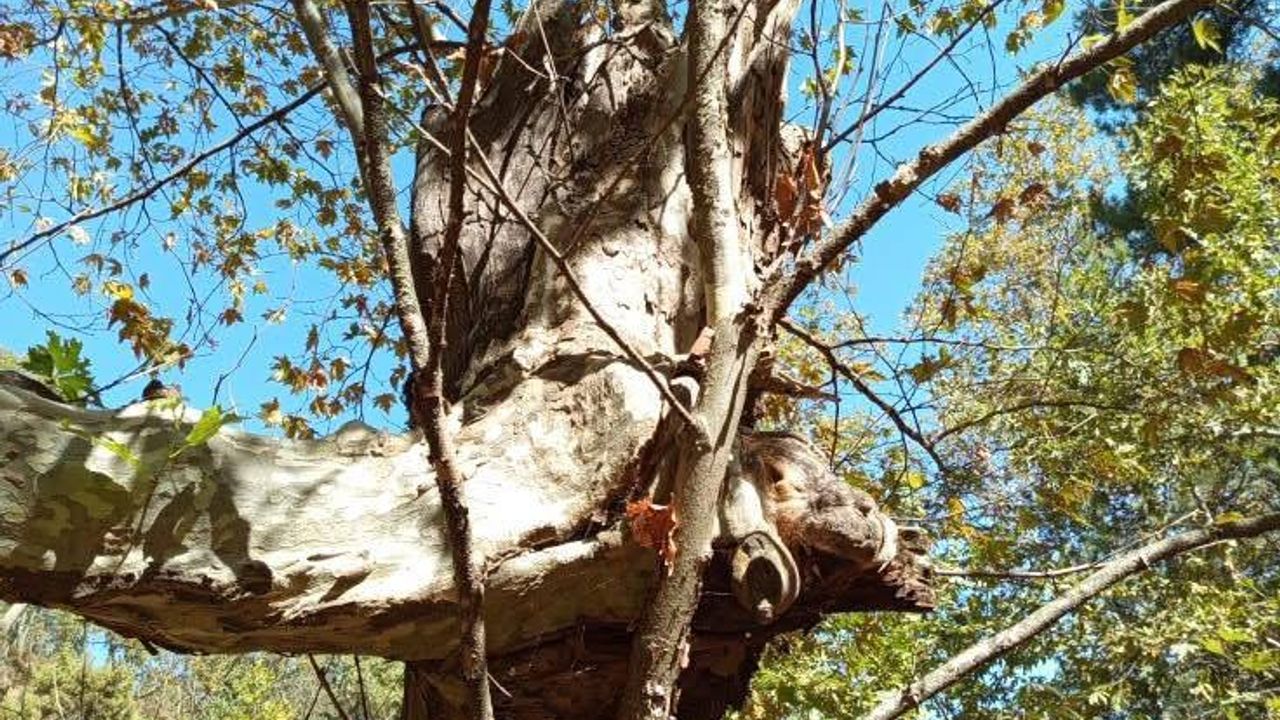 Yaşlı çınar küçük çınara kucak açtı