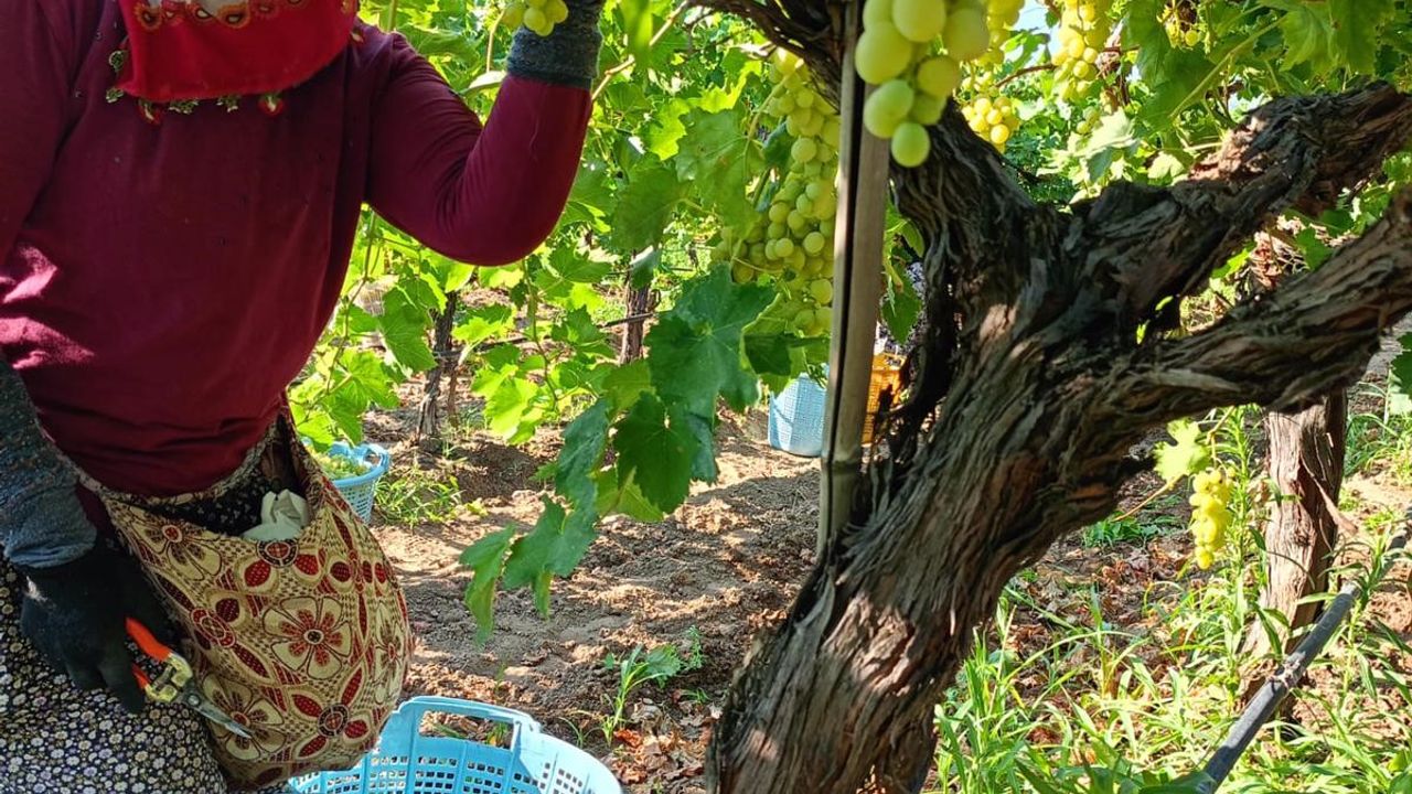 Sarıgöl'de üzüm hasadı aralıksız devam ediyor