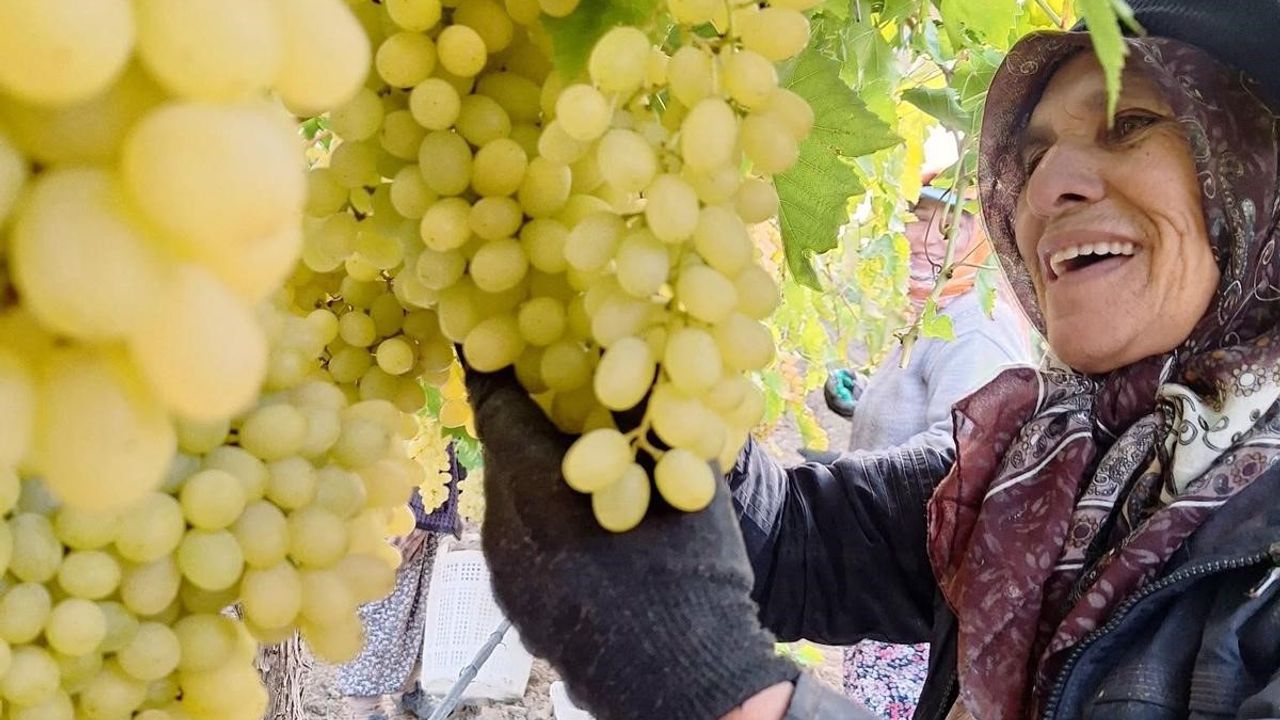 Sarıgöl’de üzüm hasadı hız kesmeden devam ediyor
