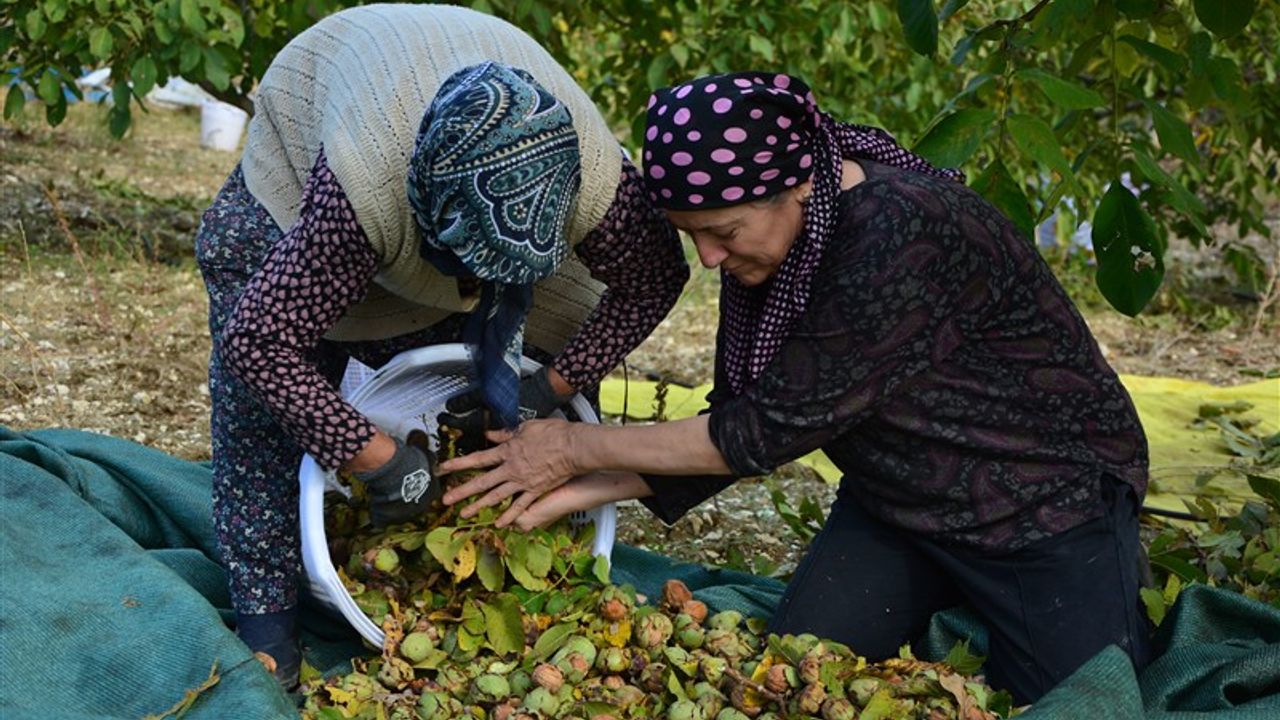 Demirci'de ceviz hasadına başlandı