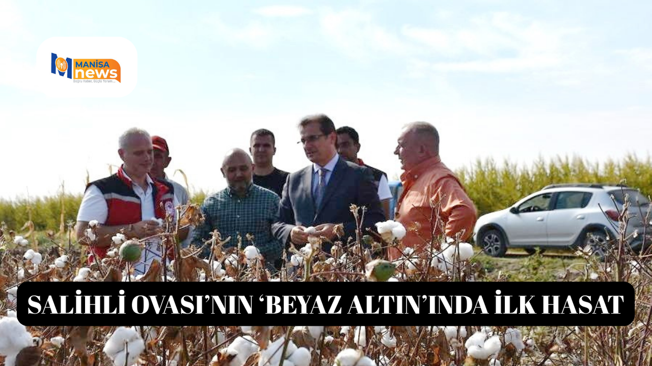 Salihli Ovası’nın ‘Beyaz Altın’ında ilk hasat