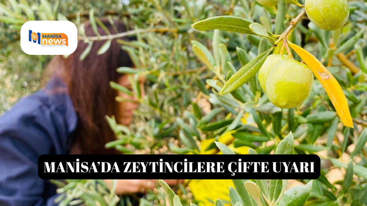 Manisa’da zeytincilere çifte uyarı