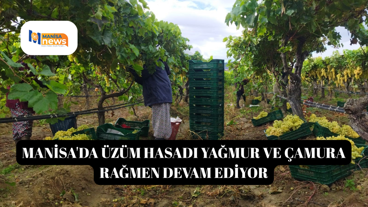 Manisa'da üzüm hasadı yağmur ve çamura rağmen devam ediyor