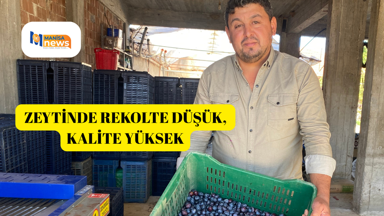 Alaşehir'de zeytinde rekolte düşük, kalite yüksek
