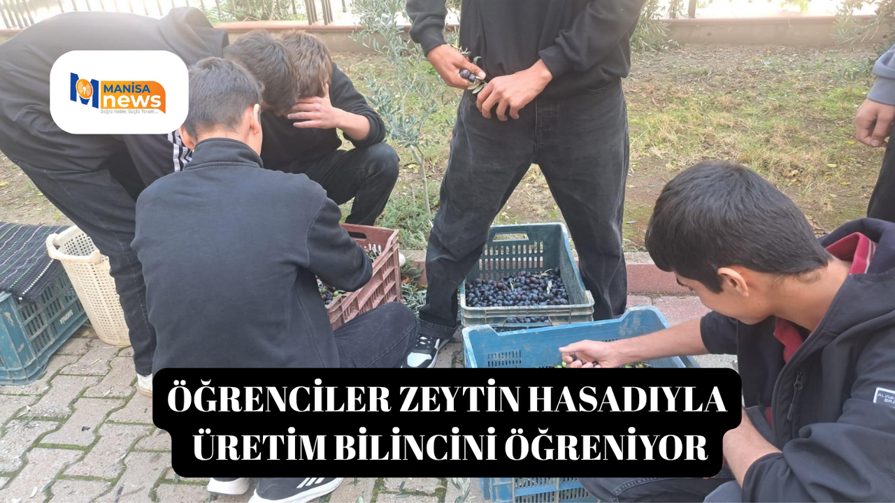 Öğrenciler zeytin hasadıyla üretim bilincini öğreniyor