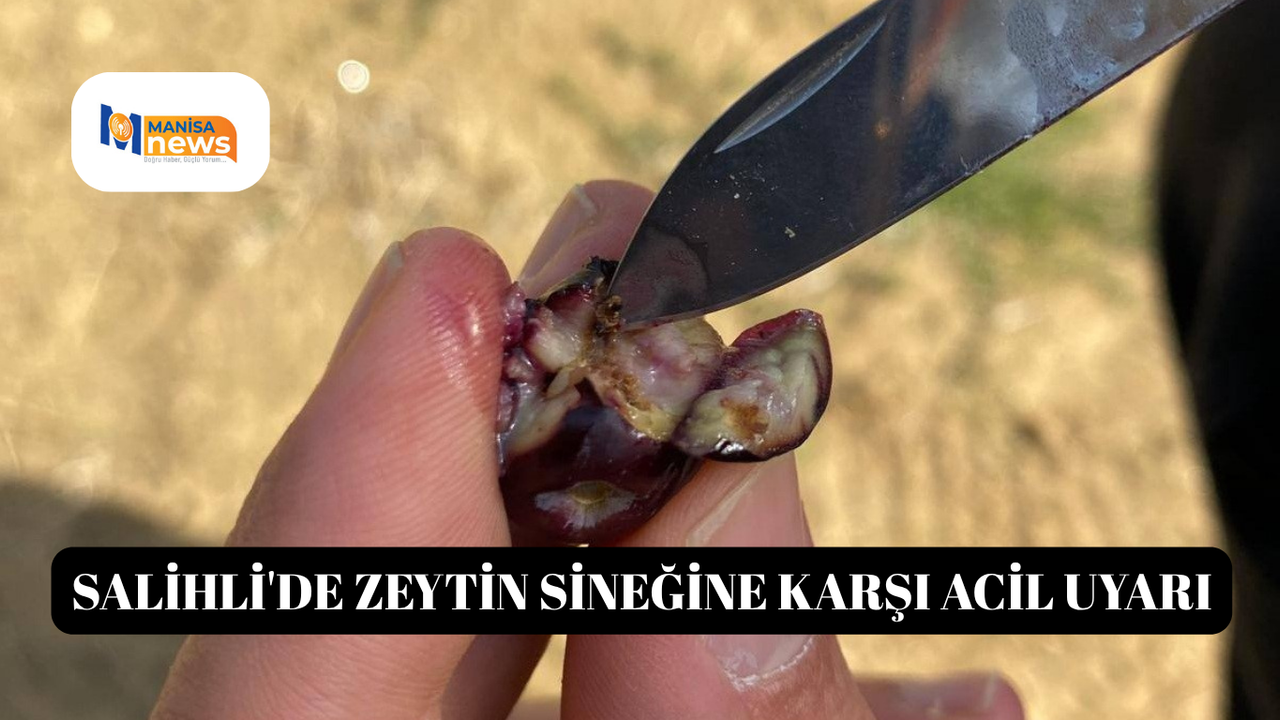 Salihli'de zeytin sineğine karşı acil uyarı