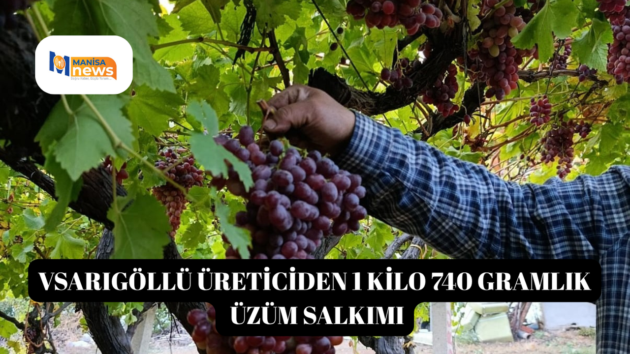 Sarıgöllü üreticiden 1 kilo 740 gramlık üzüm salkımı
