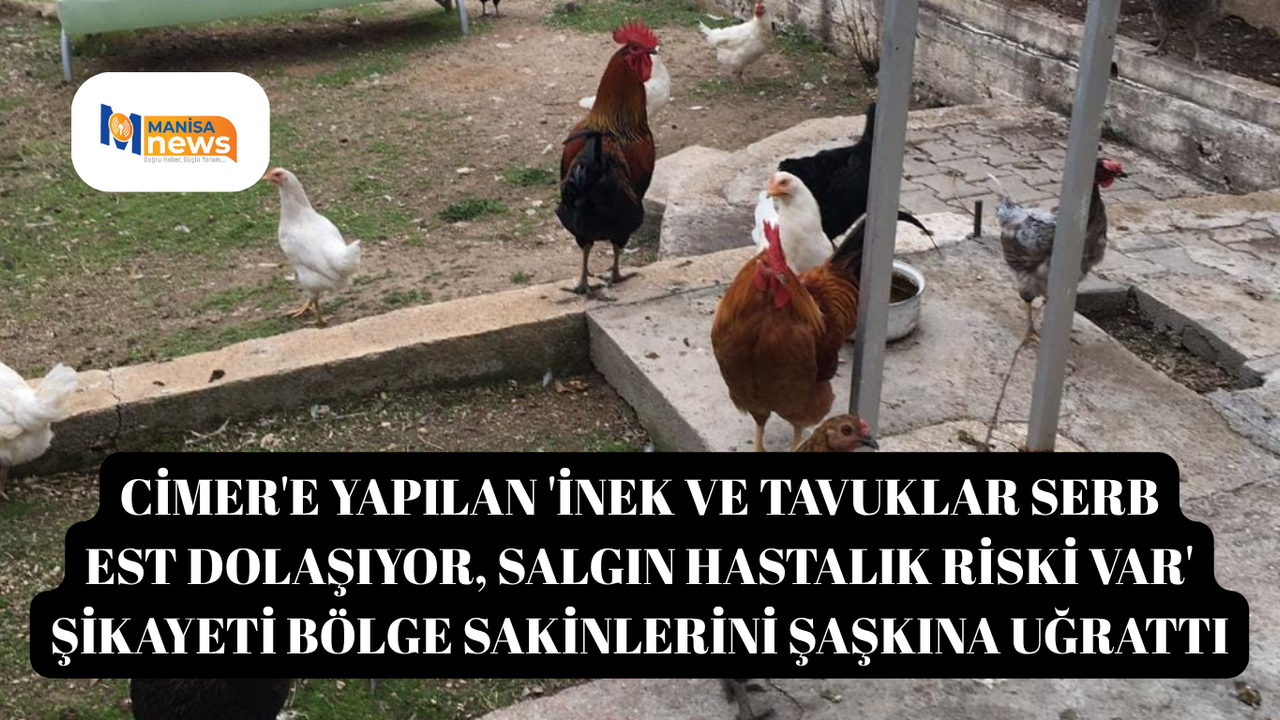 CİMER'e yapılan 'İnek ve tavuklar serbest , salgın hastalık riski var' şikayeti bölge sakinlerini şaşkına uğrattı