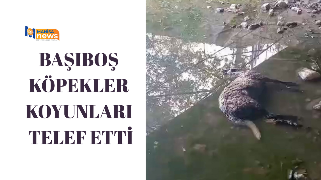 Başıboş köpekler koyunları telef etti
