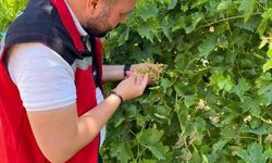 Salkım güvesine karşı ilaçlama uyarısı