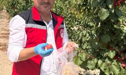 Üreticilere 'Fidan dip kurdu' uyarısı