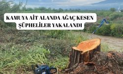 Kamuya ait alanda ağaç kesen şüpheliler yakalandı