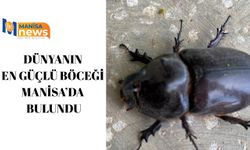Dünyanın en güçlü böceği Manisa’da bulundu