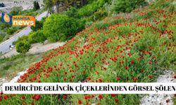 Demirci'de gelincik çiçeklerinden görsel şölen
