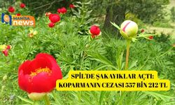 Spil'de şakayıklar açtı: Koparmanın cezası 557 bin 212 TL