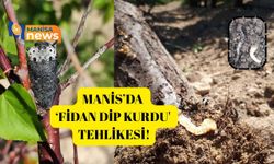 Manis’da  ‘Fidan Dip Kurdu'  tehlikesi!