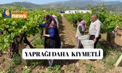 Yaprağı meyvesinden daha çok kazandırıyor