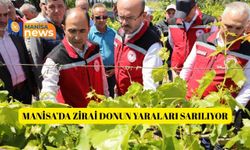 Manisa’da zirai donun yaraları sarılıyor