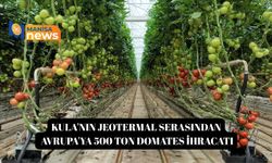 Kula'nın jeotermal serasından Avrupa'ya 500 ton domates ihracatı