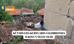 Kütahya'da kurtların saldırısında 11 koyun telef oldu