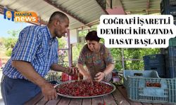 Coğrafi işaretli Demirci kirazında hasat başladı