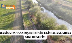 Manisa’da yasadışı kenevir ekim alanlarına sıkı denetim