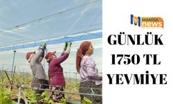 Günlük 1750 TL yevmiye