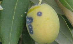 Zeytin üreticilerine ‘Zeytin Kabuklu Biti’ uyarısı
