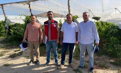 Sarıgöl’de 2025 yılı üzüm rekolte çalışmaları yapıldı