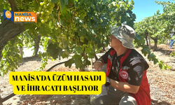 Manisa’da üzüm hasadı ve ihracatı başlıyor