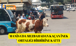 Manisa'da mezbahadan kaçan inek ortalığı birbirine kattı