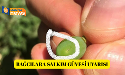 Bağcılara salkım güvesi uyarısı