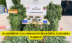 Alaşehir'de yasa dışı kenevir ekimine jandarma darbesi
