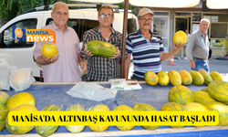 Manisa'da Altınbaş Kavununda hasat başladı