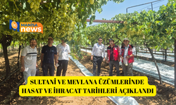 Sultani ve Mevlana üzümlerinde hasat ve ihracat tarihleri açıklandı
