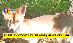 Tilkiyle göz göze geldi konuşarak uğurladı