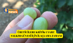 Üreticilere kritik uyarı! Salkım güvesi için ilaçlama zamanı