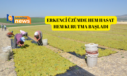 Erkenci üzümde hem hasat hem kurutma başladı