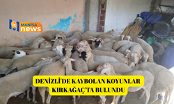 Denizli'de kaybolan koyunlar Kırkağaç'ta bulundu