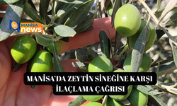 Manisa’da zeytin sineğine karşı ilaçlama çağrısı
