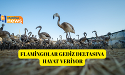 Flamingolar Gediz Deltasına hayat veriyor