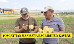 Kokusu, lezzeti, rengiyle farklı bağrıbütün hasadı başladı